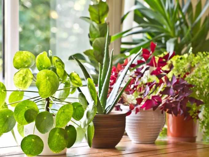 Indoor plants