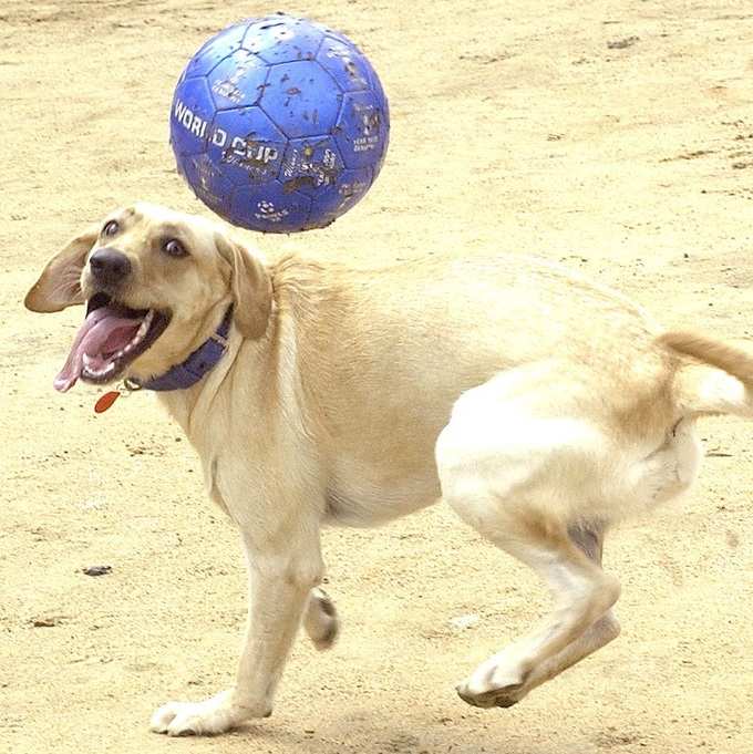 పెంపుడు కుక్కలు