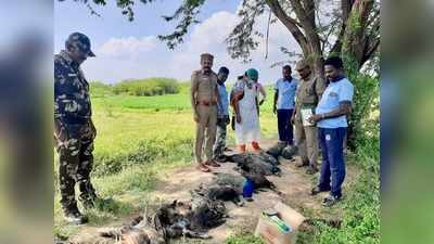 வயலில் செத்து மடிந்த மயில்கள்... வனத்துறையினர் அதிர்ச்சி.! விவசாயி கைது...