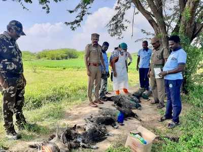 வயலில் செத்து மடிந்த மயில்கள்... வனத்துறையினர் அதிர்ச்சி.! விவசாயி கைது...