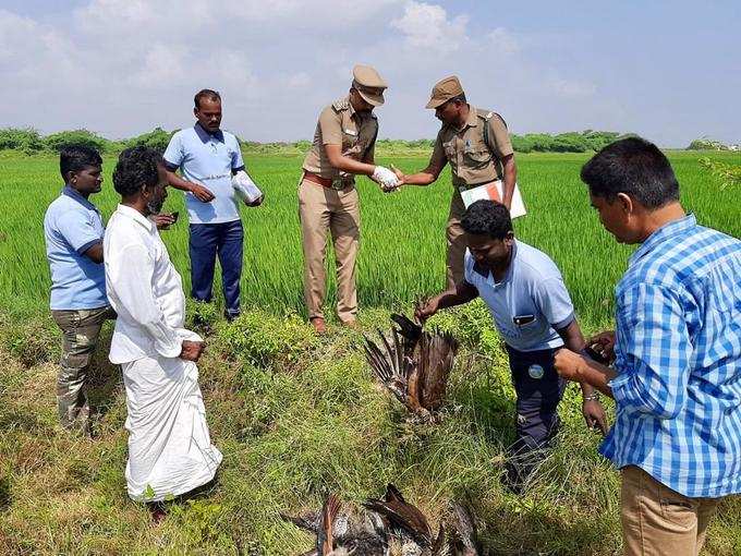 மயில்களுக்கு விஷம் வைத்து கொன்ற விவாசாயி