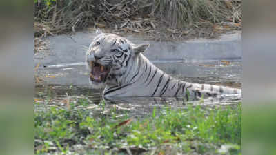 उदयपुर जू की घटना: बाघिन ने नहीं दिया प्रस्ताव का जवाब, तो बाघ ने ली जान