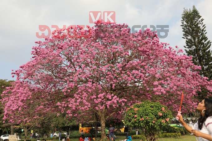 ಹೂವಿನ ಛತ್ರಿ