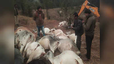 बांदाः गोशाला में चारा खा रही गायों पर गिरी हाईटेंशन तार, 21 की मौत