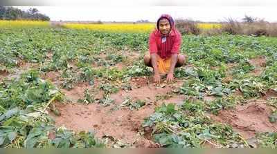 হাতির হানায় ক্ষতি আলুর