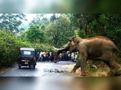 ശബരിമല തീർഥാടകനെ കാട്ടാന കുത്തിക്കൊന്നു