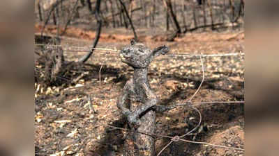 Baby Kangaroo Burned: కార్చిచ్చులో కంగారూ సజీవ దహనం.. కంటతడి పెట్టిస్తున్న చిత్రం!