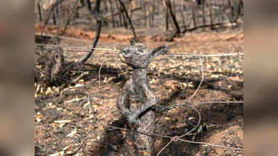 Baby Kangaroo Burned: కార్చిచ్చులో కంగారూ సజీవ దహనం.. కంటతడి పెట్టిస్తున్న చిత్రం! 