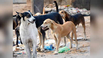 भिवंडी: कुत्तों की नसबंदी पर खर्च होंगे 30 लाख