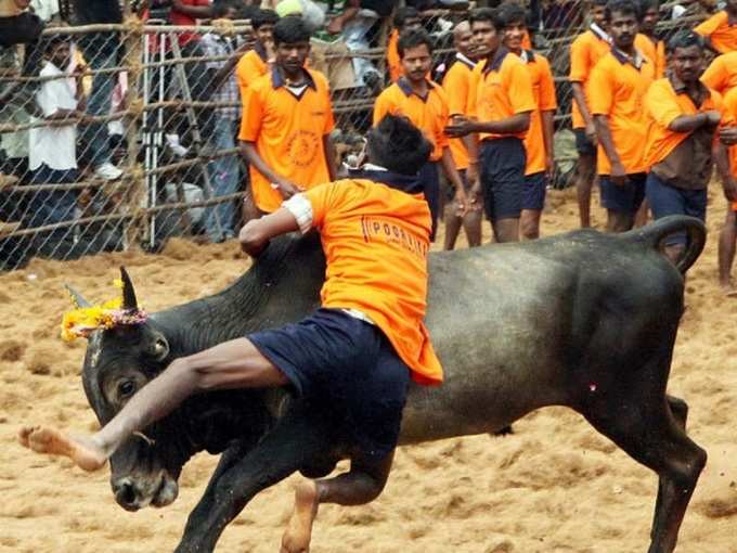 Jallikattu