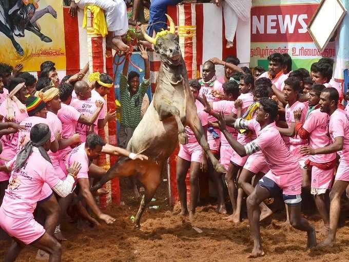 Jallikattu2