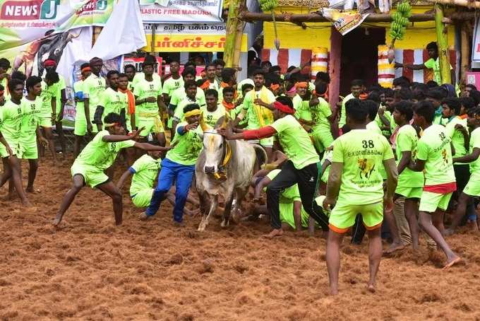 Jallikattu3