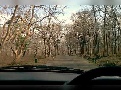 Sathyamangalam Tiger Reserve: வீரப்பன் வாழ்ந்த காடு இப்ப எப்டி இருக்கு தெரியுமா? வாங்க போகலாம்!