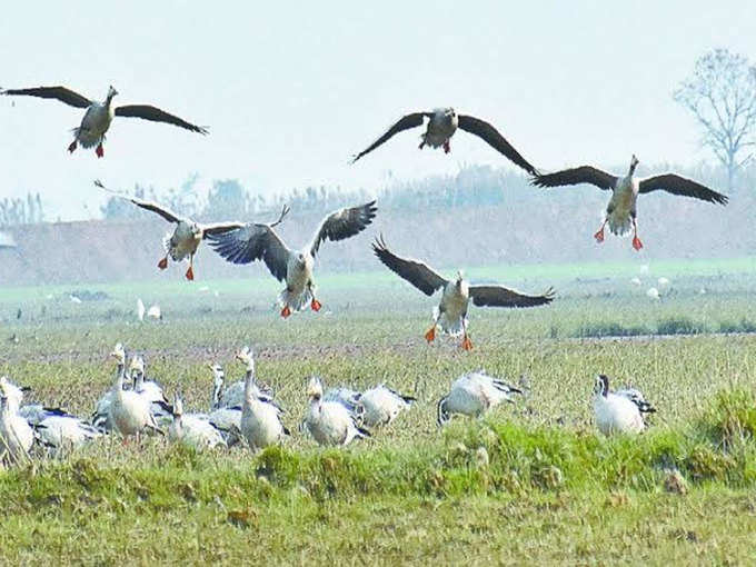 विदेशी पक्षियों का लगा जमावड़ा