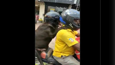 Viral Video : ಬೈಕ್ ಹಿಂಬದಿ ಸೀಟಿನಲ್ಲಿ ಹೆಲ್ಮೆಟ್ ಧರಿಸಿಕೊಂಡು ಕುಳಿತು ಶ್ವಾನದ ಪ್ರಯಾಣ