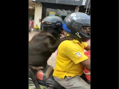 Viral Video : ಬೈಕ್ ಹಿಂಬದಿ ಸೀಟಿನಲ್ಲಿ ಹೆಲ್ಮೆಟ್ ಧರಿಸಿಕೊಂಡು ಕುಳಿತು ಶ್ವಾನದ ಪ್ರಯಾಣ