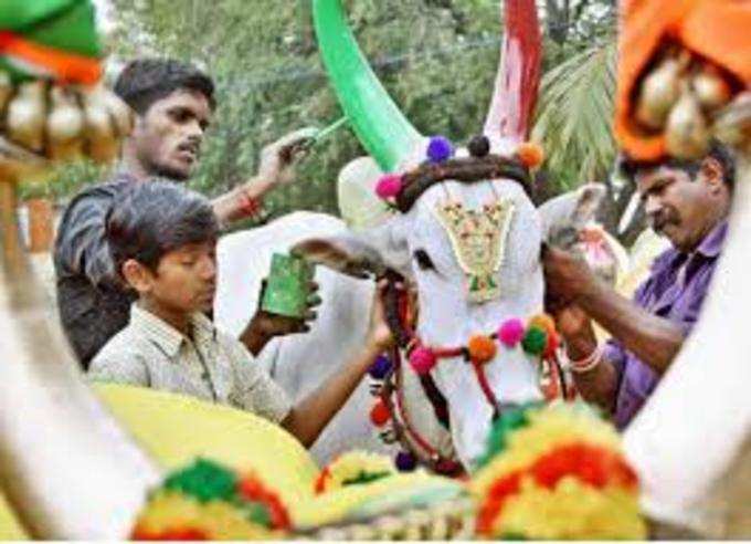 పాడి పశువుల పండుగ.. కనుమ