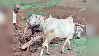 ಶೀಘ್ರವೇ ಭೂ ನ್ಯಾಯಮಂಡಳಿ ಅಸ್ತಿತ್ವಕ್ಕೆ: ಭೂ ಮಂಜೂರಾತಿಗೆ ರೈತರ ಅಲೆದಾಟಕ್ಕೆ ಕೊನೆ!