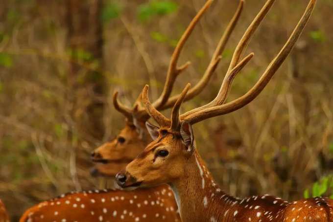 നാഗര്‍ഹോള്‍