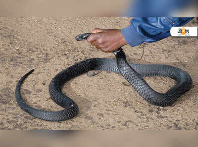 WATCH: মর্মান্তিক! খিদের জ্বালায় প্লাস্টিক বোতল খেল শঙ্খচূড়, তার পর...