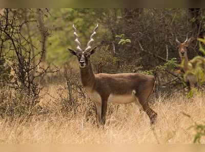 ಕೃಷ್ಣಮೃಗಗಳನ್ನು ನೋಡಬೇಕಾದರೆ ತುಮಕೂರಿನ ಜಯಮಂಗಲಿ ವನ್ಯಧಾಮಕ್ಕೆ ಹೋಗಿ