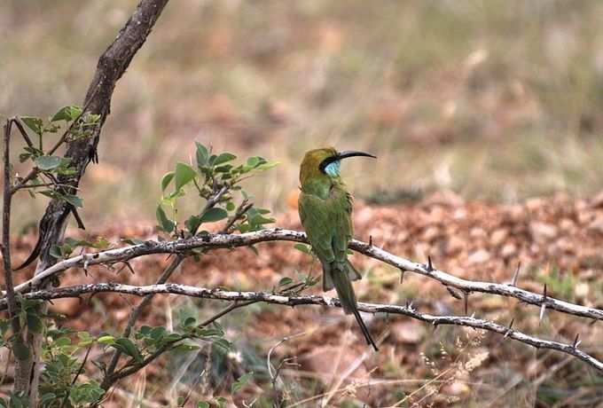 ​ಚಿಟ್ಟೆಗಳು, ಪಕ್ಷಿಗಳು, ಹಾವುಗಳು