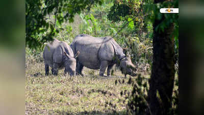 দরজায় যুগল গন্ডার, ঘরবন্দি পরিবার