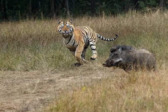 ​ತಡೋಬಾ-ಅಂಧಾರಿ ಟೈಗರ್ ರಿಸರ್ವ್