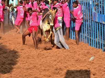 அவனியாபுரம் ஜல்லிக்கட்டை யார் நடத்துவது?- உயர் நீதிமன்றம் போட்ட ’பலே’ கண்டிஷன்!