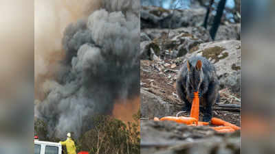 Australia Bushfire : ಹೆಲಿಕಾಪ್ಟರ್ ಮೂಲಕ ಟನ್‌ಗಟ್ಟಲೆ ಕ್ಯಾರೆಟ್, ಗೆಣಸು ಕಾಡಿಗೆ ಹಾಕಿದ ಸರ್ಕಾರ