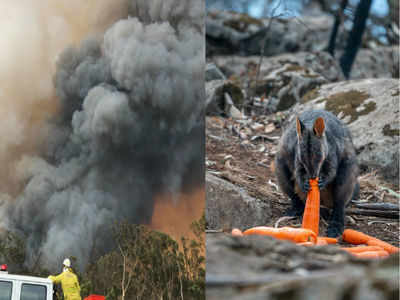 Australia Bushfire : ಹೆಲಿಕಾಪ್ಟರ್ ಮೂಲಕ ಟನ್‌ಗಟ್ಟಲೆ ಕ್ಯಾರೆಟ್, ಗೆಣಸು ಕಾಡಿಗೆ ಹಾಕಿದ ಸರ್ಕಾರ