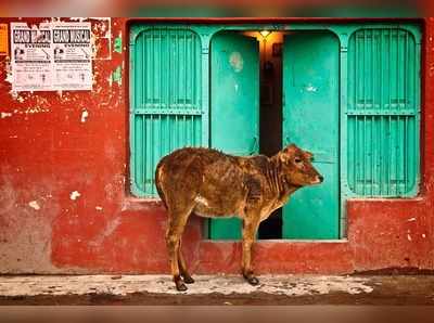 ഇന്ത്യയിലെ രാഷ്ട്രീയ നേതാക്കളുടെ പശു സ്നേഹം