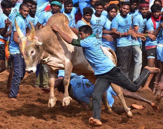 ಜಲ್ಲಿಕಟ್ಟು ಅಂದ್ರೇನು?