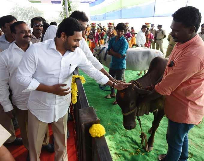 ఆవును ప్రేమగా నిమురుతూ..