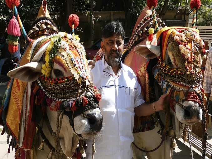 ​​ಸಂಕ್ರಾಂತಿ ಪ್ರಯುಕ್ತ ಜೋಡೆತ್ತುಗಳಿಗೆ ಡಿಕೆಶಿ ಪೂಜೆ