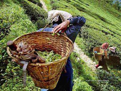 दक्षिण भारत में कड़ाके की ठंड से बढ़ी चाय उद्योग की परेशानी