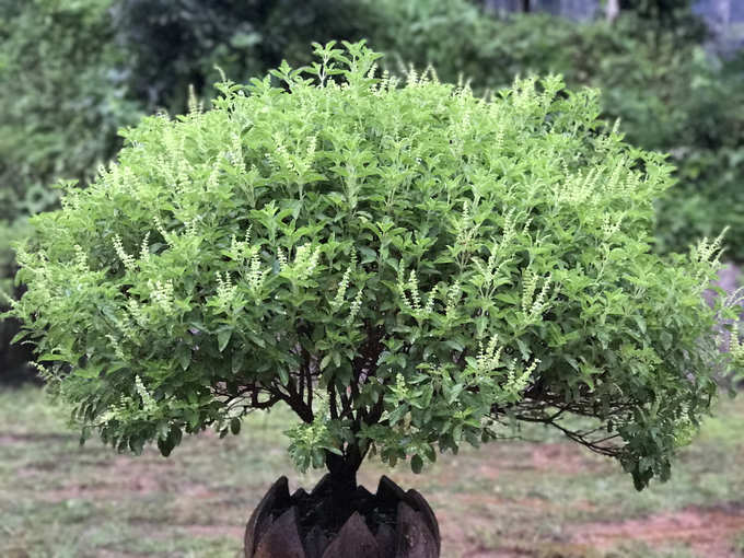 ​ತುಳಸಿ