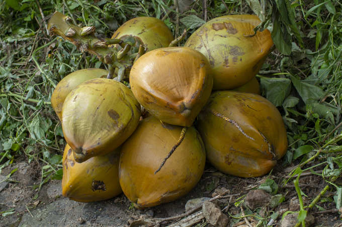 ​ದಿನಕ್ಕೊಂದು ಎಳೆನೀರು ಕುಡಿಯಿರಿ