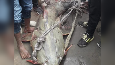 देवरिया: सरयू नदी में मिली 87 किलो वजनी मछली, 15 हजार रुपये में बिकी