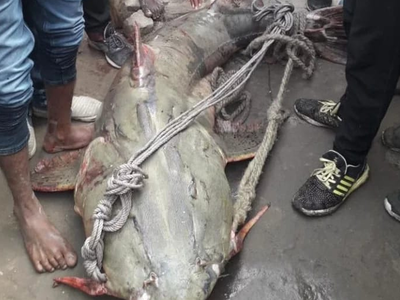 देवरिया: सरयू नदी में मिली 87 किलो वजनी मछली, 15 हजार रुपये में बिकी