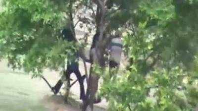 Video: ભીષણ પૂરથી બચવા લોકો ઝાડ પર લટક્યા