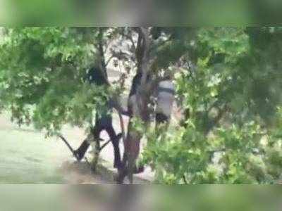Video: ભીષણ પૂરથી બચવા લોકો ઝાડ પર લટક્યા