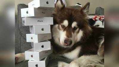 આ કૂતરાને ગિફ્ટમાં મળ્યા 8 iPhone 7!