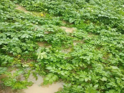 बारिश और ओलावृष्टि से फसलों को भारी नुकसान, किसानों ने की क्षति आकलन की मांग