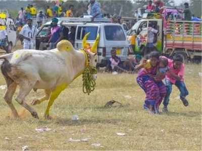 கொண்டாட்டம் ஓயாத ஜல்லிக்கட்டு: அதிகரிக்கும் உயிரிழப்புகள்!