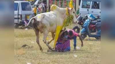 தாய், குழந்தைகளை தாக்காமல் தாண்டி சென்ற காளை..! சிராவயல் மஞ்சுவிரட்டில் சிலிர்ப்பான தருணம்...