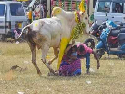 தாய், குழந்தைகளை தாக்காமல் தாண்டி சென்ற காளை..! சிராவயல் மஞ்சுவிரட்டில் சிலிர்ப்பான தருணம்...