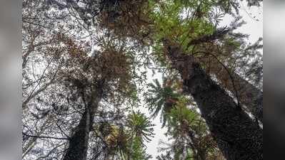 ऑस्ट्रेलियातील दुर्मिळ झाडांना वाचवण्यात यश