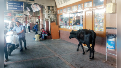 અવાદમાં બિહારવાળીઃ રેલ્વે સ્ટેશન પર ગાયો ઘૂસી