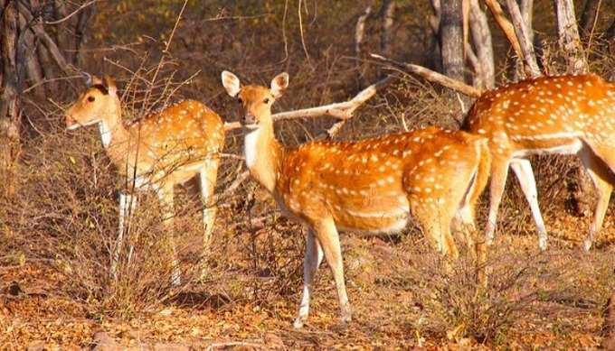 રણથંભોર નેશનલ પાર્ક